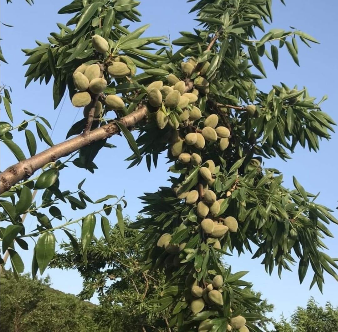 FERRAGNES BADEM FİDANI